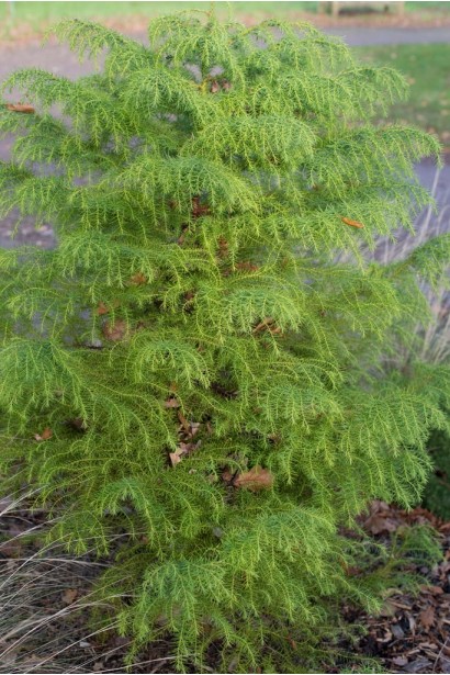 Криптомерія ’Elegans Viridis’